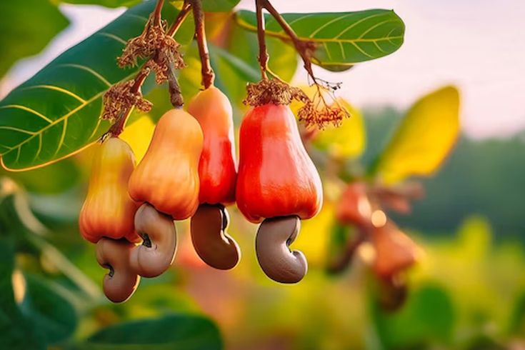 Cashew Quality Control